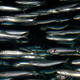 Image for article titled How Nanoscale Optics Create Nature's Most Dazzling Colors